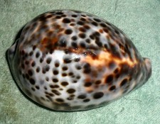 RFM 71033 Vietnam Neat Pattern Cypraea tigris Linne 1758 92mm F++ Nha Trang, Vie picture