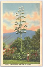 Vintage Linen Postcard Century Plant in Bloom California H-3139 picture