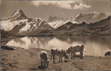 Switzerland Postcard Grindelwald Bachsee Lake Bachalpsee Berglistock Schreckhorn picture