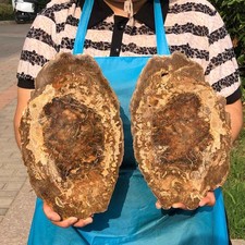 2pcs 6.53LB Natural Petrified Wood Crystal Fossil Slice Crystal Specimen 6173 picture