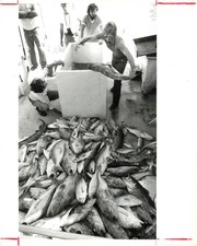 Miami Fishing Crew Unloading Fresh Catch By Bruce Gilbert Photo 8X10 picture