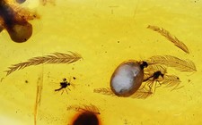 Rare Detailed Aves Bird Feather, Fossil inclusion in Burmese Amber picture