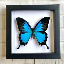 Blue Mountain Swallowtail Butterfly (Papilio ulysses) Shadow Box Display Frame picture