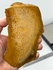 Large Indonesian Fossil Coral Slab Collecting Cabbing Lapidary Combo Ship Avail picture