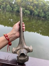 520g Beautiful Ice Age vertebra collection picture