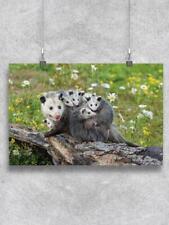 Opossum Mother Poster - Image by Shutterstock picture