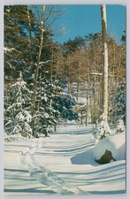 Ski Trail Aspen Pines High Sierras California Vintage Postcard Frashers picture
