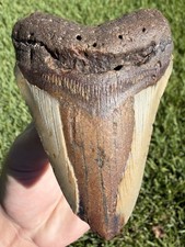 3.50” Megalodon Shark Tooth Fossil Real Shark Teeth No Restoration picture