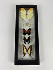 5 Real Butterfly Collection Mounted  Double Glass Black Frame Wall Decor 12.5” picture