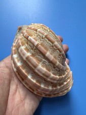 110.6mm | Harpa major| F+++ | GIANT size| Nice Shell picture