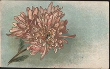 Flowers Pink Chrysanthemum Flower Illustration, Diamond Series Antique Postcard picture