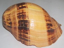 190 mm ORIGINAL LIP FREAK Melo Melo Volute Seashell Racha Island Phuket Thailand picture