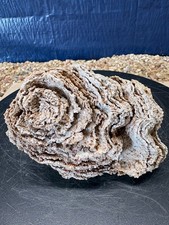 01# Silicified Sponge Fossil Stromatoporoid Calcareous 02