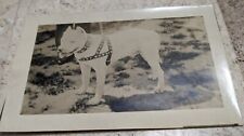 *SCARCE* VINTAGE RPPC WHITE PITBULL DOG WITH HARNESS BEAUTIFUL picture