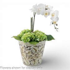 Chinese oriental Chocolate brown peony porcelain floral planter picture