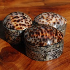ONE Tiger Cowrie Shell Trinket Box 2.5in Mother of Pearl Box picture