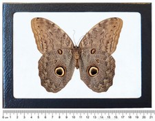 Caligo eurilochus owl butterfly verso Peru framed picture