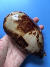 134.3mm | Cypraea Testudinaria  | F+++| GIANT size | Beautiful shell picture