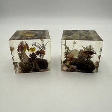 VTG W Rolfe Lucite Acrylic Cube Paperweights Dried Mushroom Flowers Signed Rare picture
