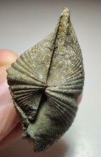 Brachipod fossil replaced by Pyrite. Sylvania, Lucas County, Ohio. 41 grams. picture