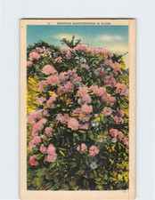 Mountain Rhododendron in Bloom Q-27509 picture