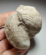 Brachipod fossil specimen, two connected. Location not known. 198 grams. picture