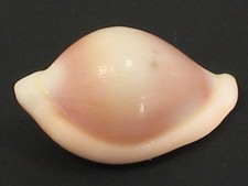 Super Deep H2O...(Ovula) PSEUDOSIMNIA CARNEA~13.1mm/Gem~Spain SEASHELL picture