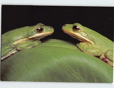 Postcard Green Tree Frogs picture