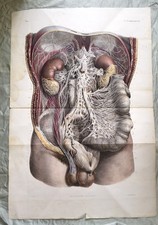 Rare 19th C Large Plate Engraving Traité complet de l'anatomie de l'homme 1836 picture
