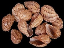Harpa Davidis Shells - 2 to 3