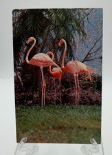Vintage Postcard Miami FL Parrot Jungle Florida Flamingo Nature Scene 1950s picture