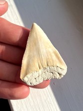 Big Yellow Great White Summerville Landsite Fossil Shark Tooth - 2.04” picture