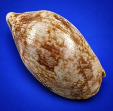 cymbiola rutila 86.5mm Large Blood-Red Volute Seashell Indo-Pacific Specimen picture