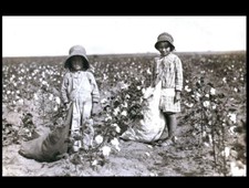 1916 Boy Girl Children Picking Cotton Pickers Oklahoma 8x10 Photo Reprint picture