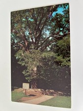 The Boundary Oak Abraham Lincoln Birthplace National Historic Site Hodgenville picture