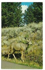 Deer Near Tower Falls, Yellowstone National Park, c1950s Unused Postcard picture