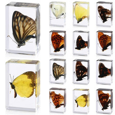 12 Pcs Butterfly Insect in Resin Specimen Bugs Collection Paperweights，12 Styles picture