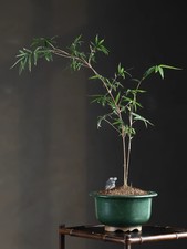 7.5in Chinese Zisha Green Glaze Clay Planter, Collectible Artisan Craft Bonsai picture