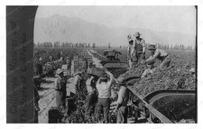 Guasti California Grape Loading Standard Postcard COPY RPPC picture