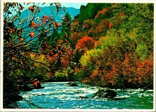 Logan Canyon UT River Postcard Used (28386) picture