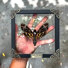 Real Framed Death Head Moth Acherontia Entomology Wooden Frame Taxidermy picture