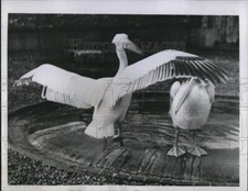1952 Press Photo The pelicans at the London Zoo picture
