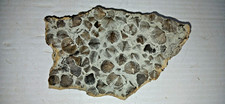Brachiopod Cluster Fossil Plate picture