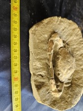 MASSIVE, LARGE, fossil CRAB from Java, Indonesia good details, great claws  picture