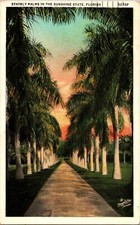 Postcard Florida The Sunshine State stately palms 1931 white border picture