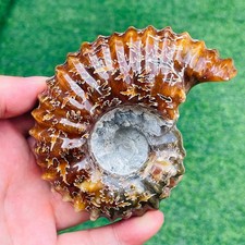 405g TOP Rare Natural Ammonite Conch Jasper Mineral Specimen Healing picture