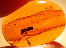 Unique Wasp Caught in Resin Tube in Burmese Burmite Amber Fossil Dinosaur Age picture