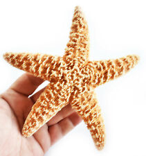 One (1) Sugar Starfish 6-8