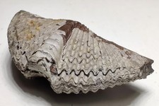 Brachipod fossil replaced by Pyrite. Sylvania, Lucas County, Ohio. 6 grams. picture
