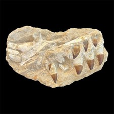 Exceptional Mosasaurus Jaw Fossil in Matrix with Prominent Emerging Teeth picture